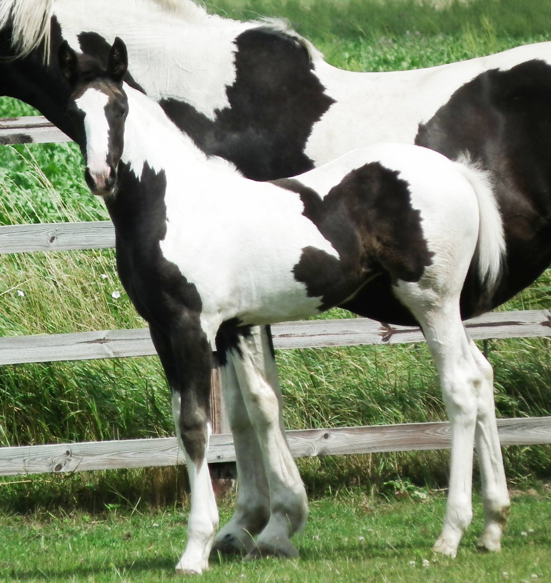 Coloured Broodmare With Foal.jpg